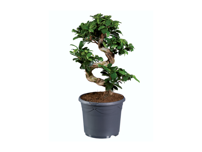 Bonsaï ficus ginseng