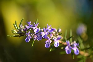 chaleur fleurs secheresse