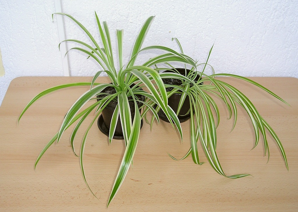 chlorophytum