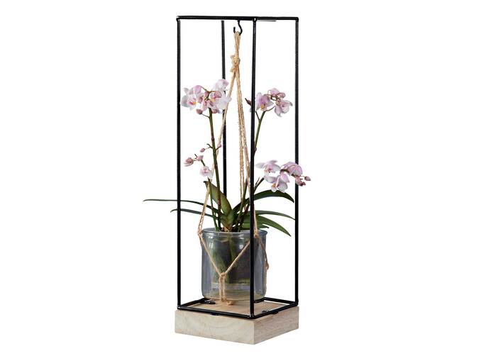 orchidée cube suspendu