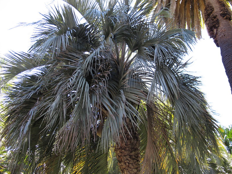 Butia Capitata