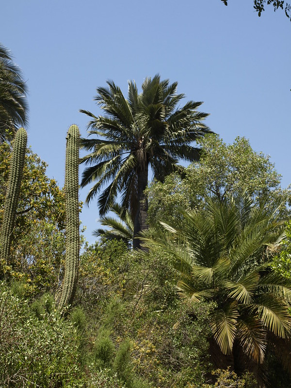 Jubaea chilensis
