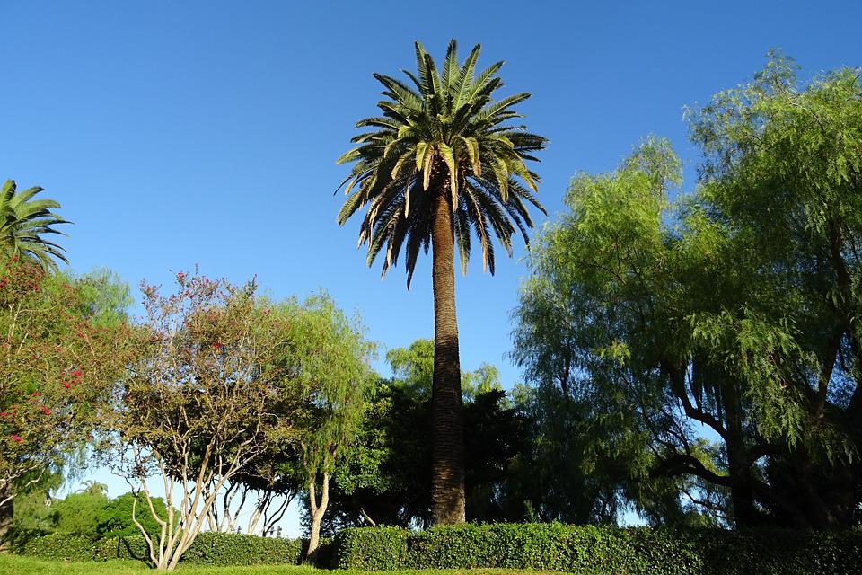 Phoenix canariensis