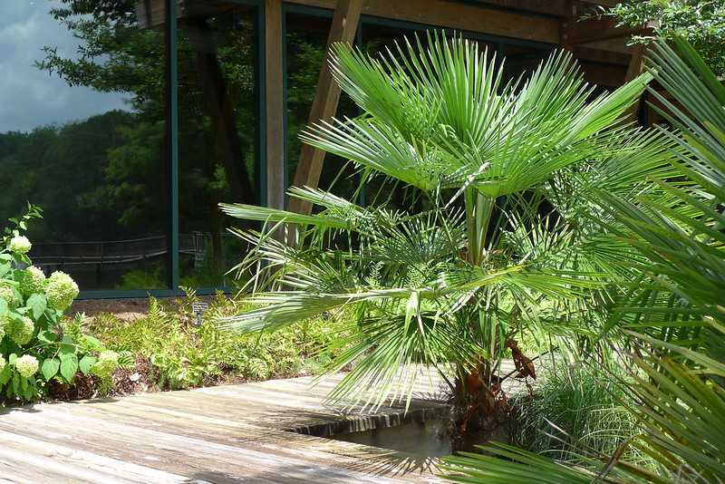 Trachycarpus fortunei