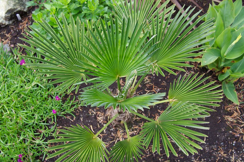 Trachycarpus wagnerianus