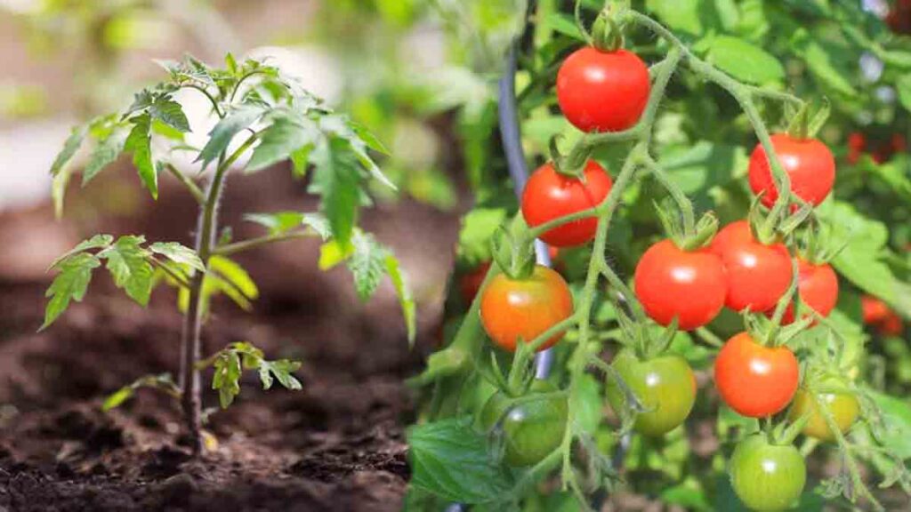 engrais tomates