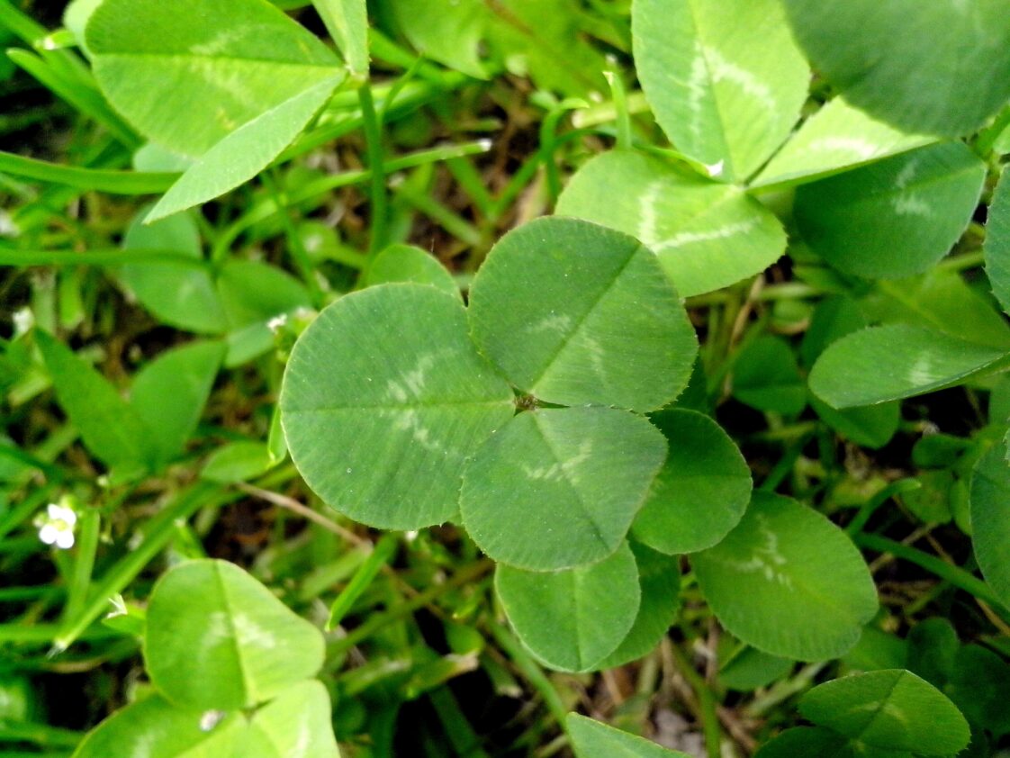 3 mauvaises herbes qui s'installent constamment dans votre gazon. Voici