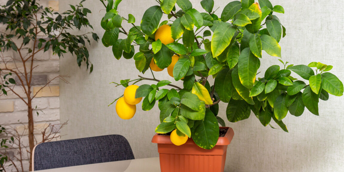 Comment Planter Un Citronnier