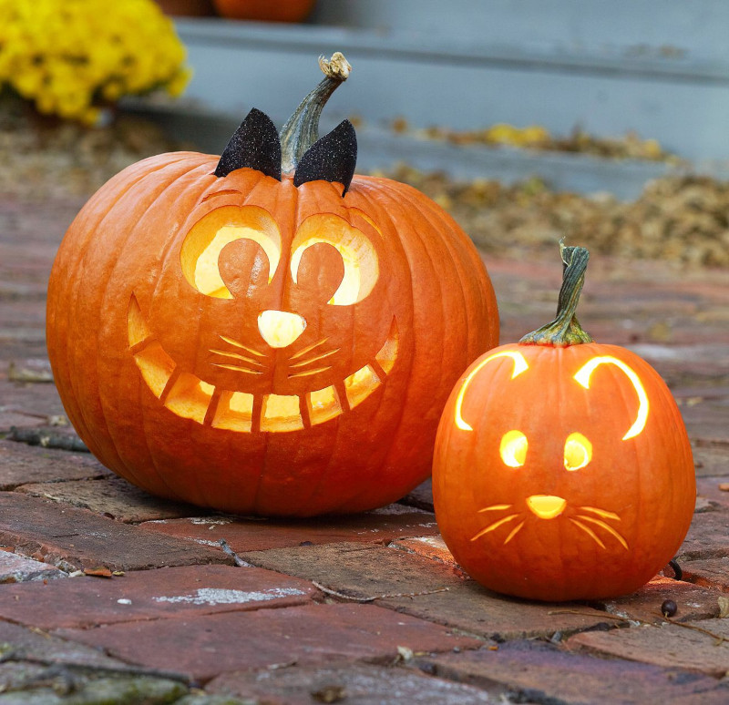 citrouille avec des têtes de chat